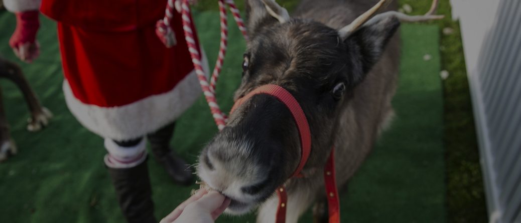 Christmas Racing weekend at Ascot Racecourse