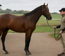 Amo Racing to Feature in Jumps Scene as Diligo Joins Max Comley
